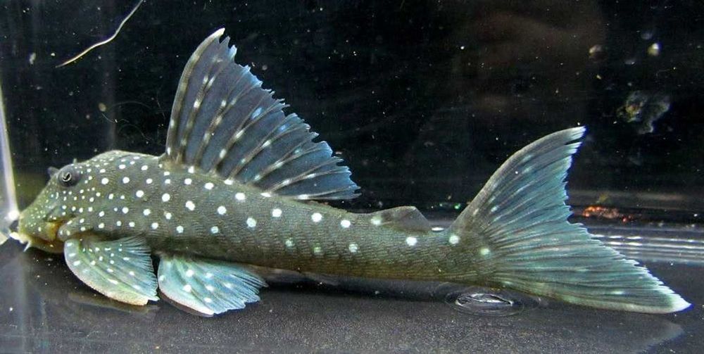 Zbrojnik - L128 Blue Phantom - 8 cm - Sklep Zoologiczny ALTUM