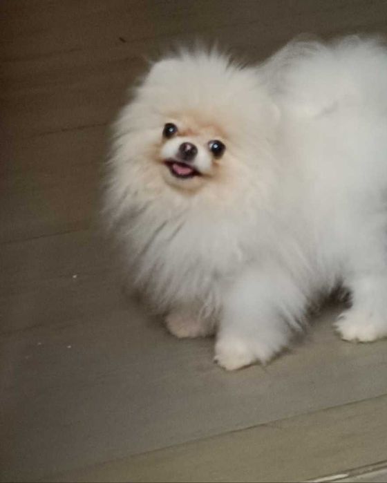 Померанський шпіц