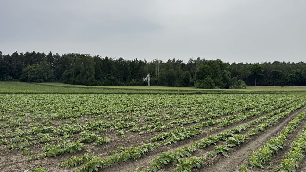 TRUSKAWKA POLSKA z dowozem rezerwacja pierwszy zbior 10 maja