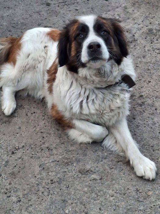 цуценята московської сторожової