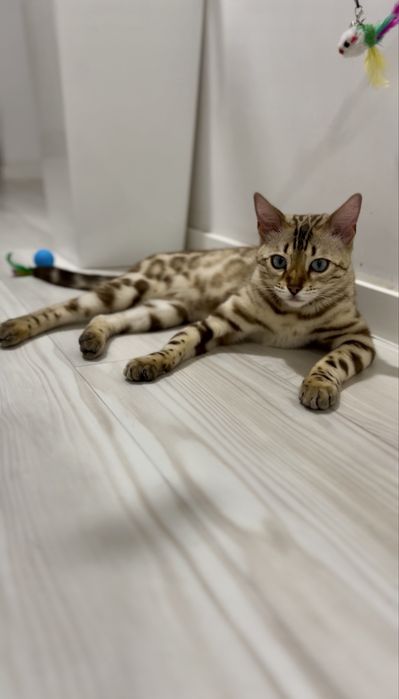 Śnieżna kotka bengalska FPL