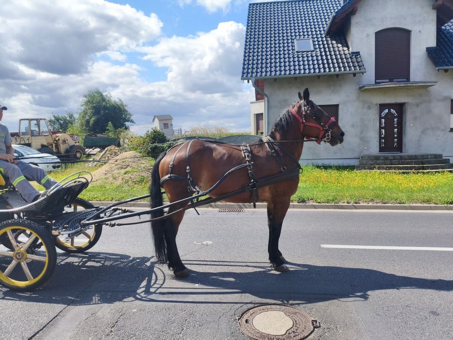 Klacz zaprzągana