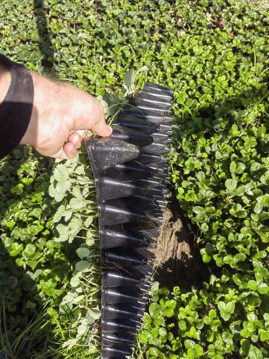 Продам саджанці полуниці