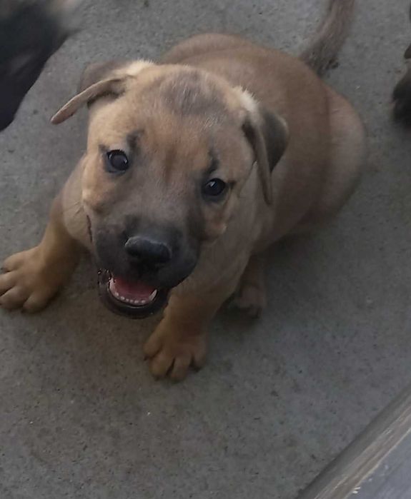 Adoção cachorros