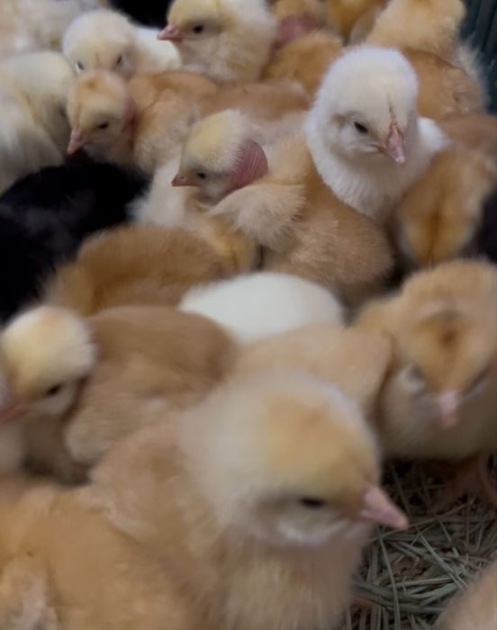 Добові курчата, качки, індики , ія Мукачево