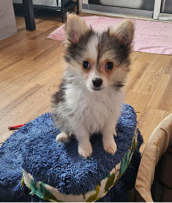 Пуховый мальчик китайской хохлатой