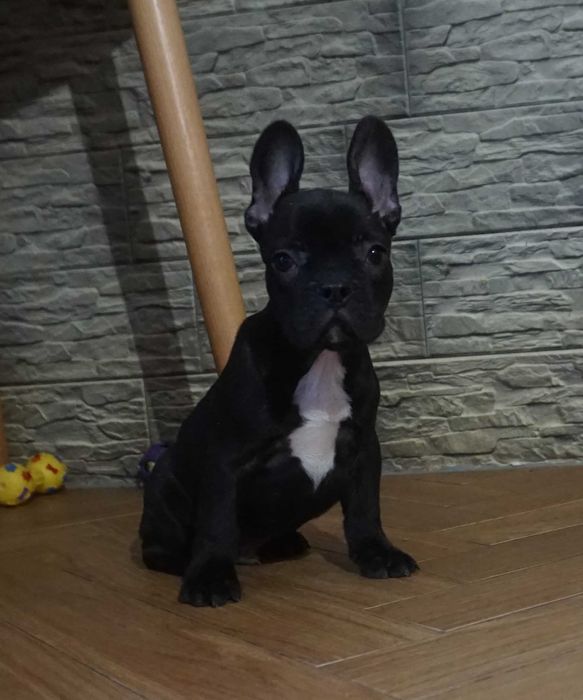 czarny krecik  z białym piesek buldog francuski