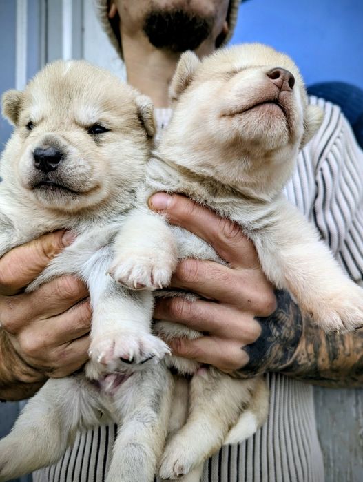 Акіта! Продам! В наявності