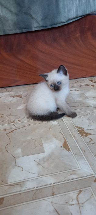 Тайские котята, родились 30 июля 2026 года