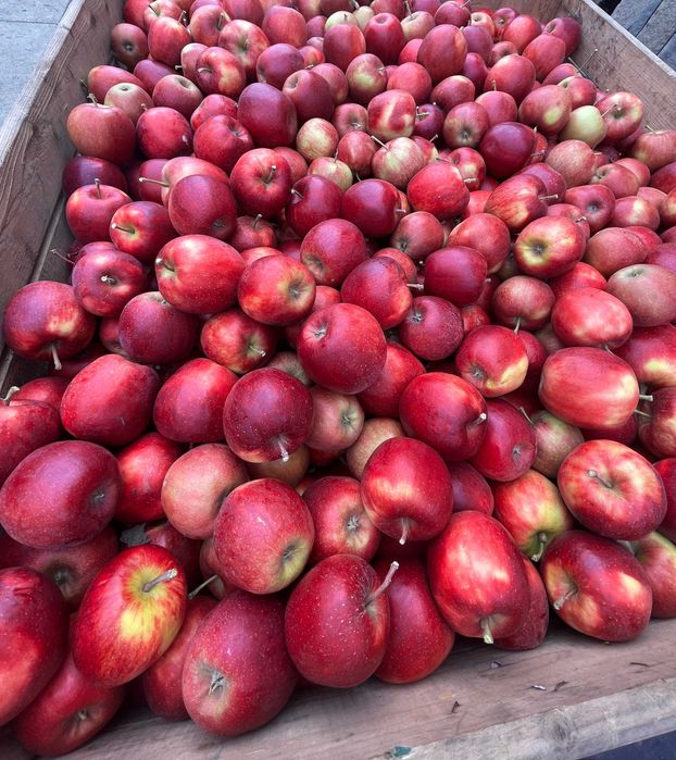 Jabłka Szampion z własnego sadu - 20 kg wysyłka OLX