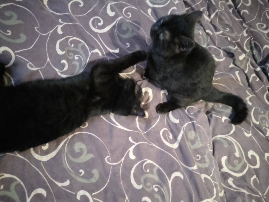 Чистокровні шотландські кошенята