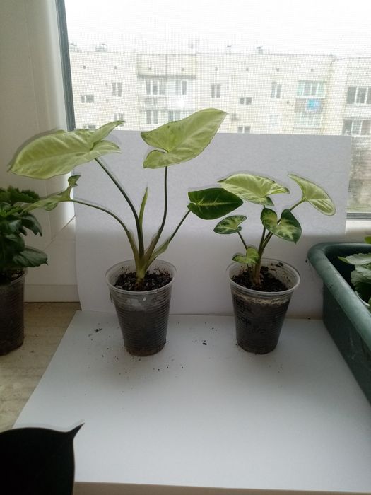 Сінгоніум, каланхоє