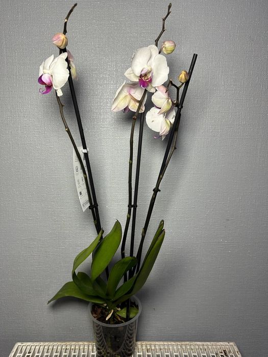 Цимбідіум Мультифлора Равелло Монтре Монако Аромо орхідея міні Орхидеи