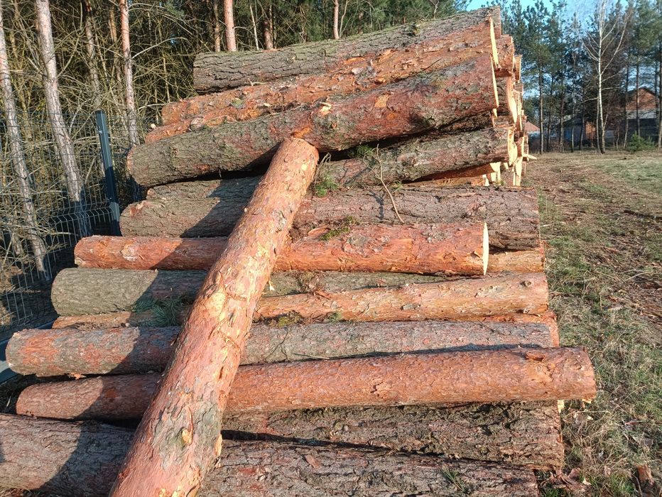 Sosna gruba  wałki, drewno na palety