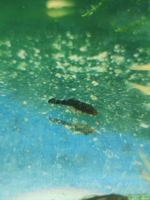 Сомик Анциструс молодеж