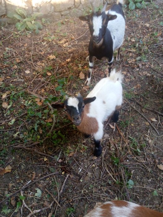 Cabritinhas de raça anã com pais á vista e seus descendentes muito boa qualidade