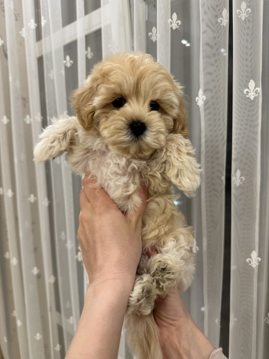 Мальтіпу ф1