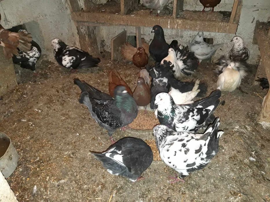 Gołębie Kinga King Kingi pawiki