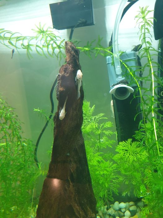 Zbrojnik pospolity, złoty, glonojad