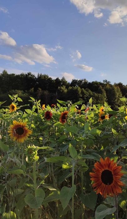 Słonecznik ozdobny kwiatowy na kwiat cięty