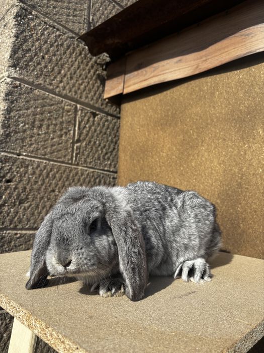 Baran francuski samczyk szary