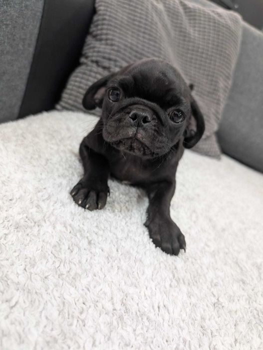 PUG Carlin Bebé Macho  com 2 meses