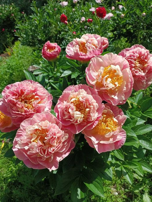 Пион Кейли Энн деленки