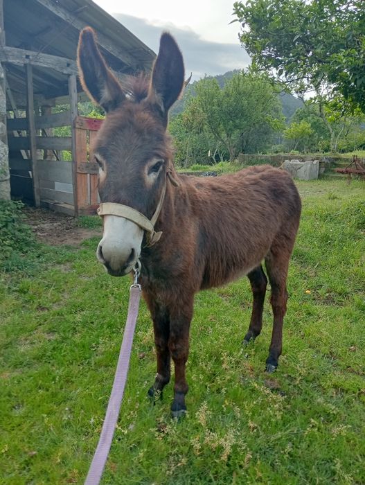 Vende se Burro 3 anos