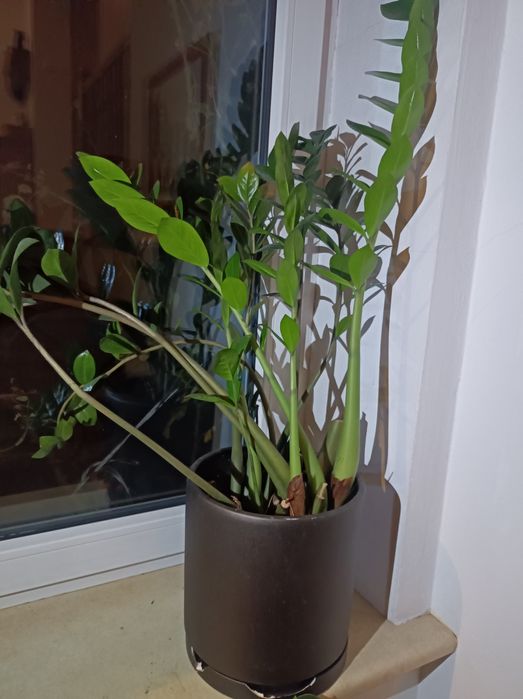 Kwiat zamiokulkas