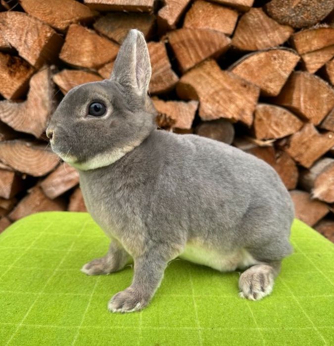 Młode karzełki rex niebiesko-szare