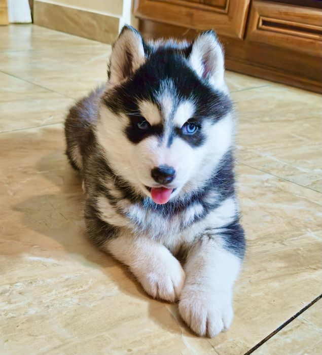 Szczeniak czarno-biały niebieskooki Siberian Husky rodowód ZKwP FCI