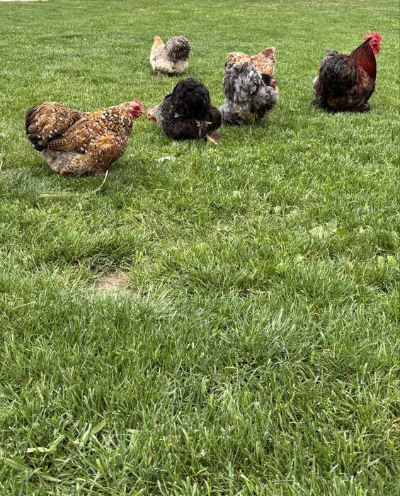 Jajka jaja legowe kur kochin karzełek/ miaturka