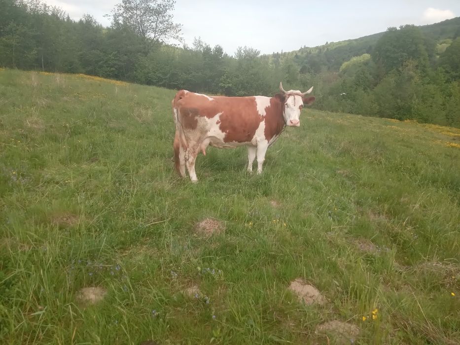 Продам добру корову
