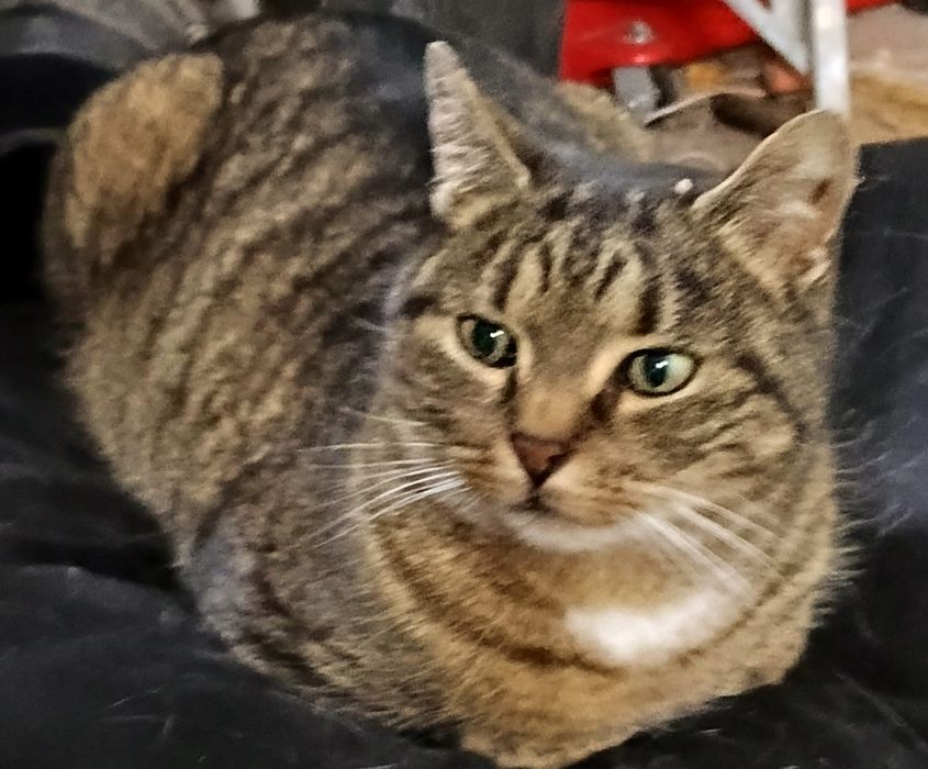 Kot, kotka , kocur, kocurek