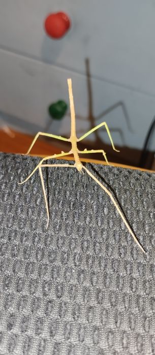 Patyczaki rogate za darmo