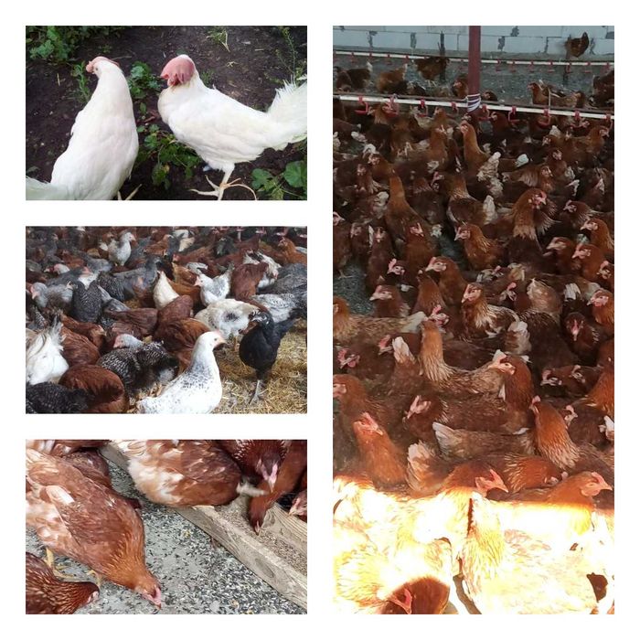 Продам кури несушки! Доставка безкоштовна. Долинська!