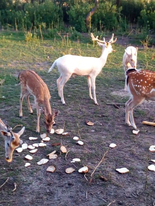 Daniele z chipami podskórnymi pełna kolorystyka