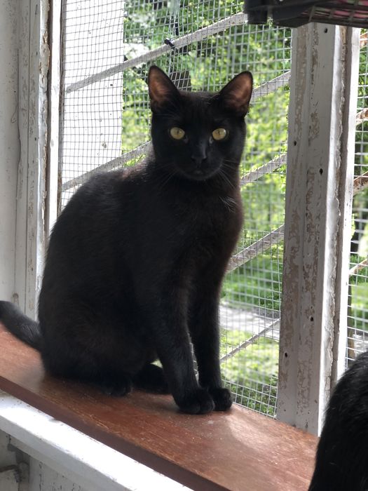 Кот 1 год Космос бесплатно