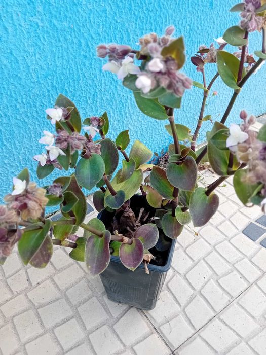 Tradescantia Callizia Repens