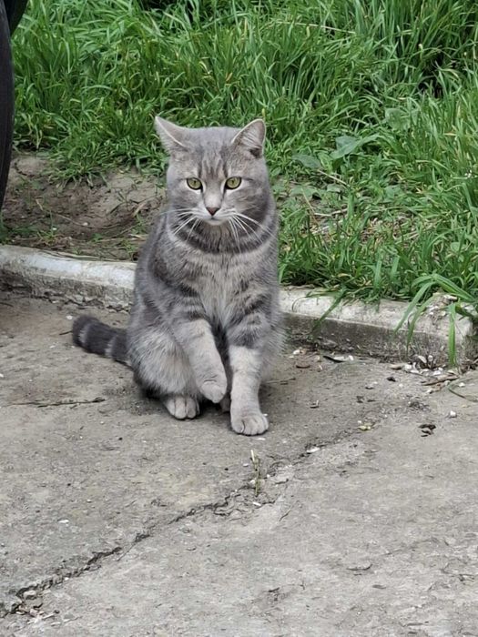 Тигрик хлопчик ,7 місяців