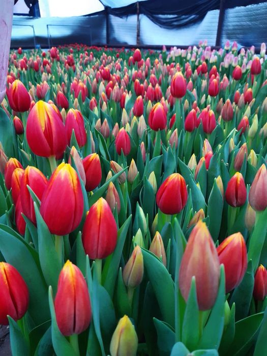 Тюльпан опт и розница к  14 февраля и 8 марта!