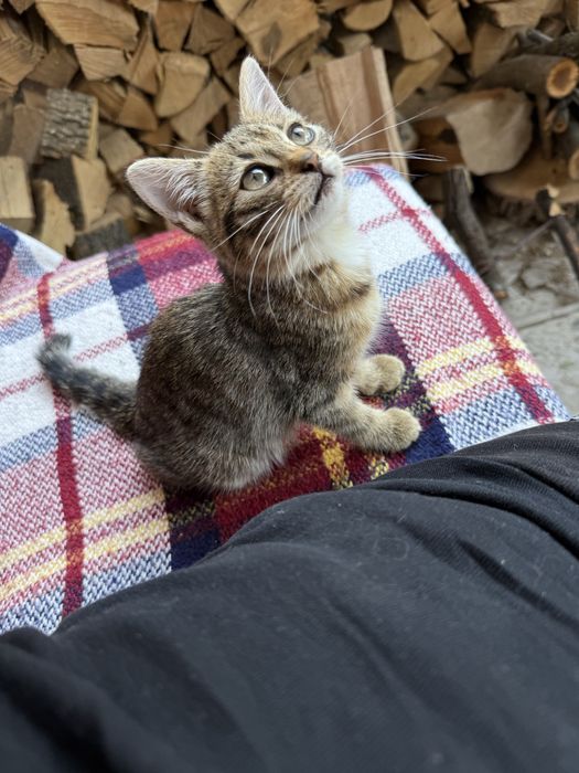 Кошенята (дівчинка і хлопчик)