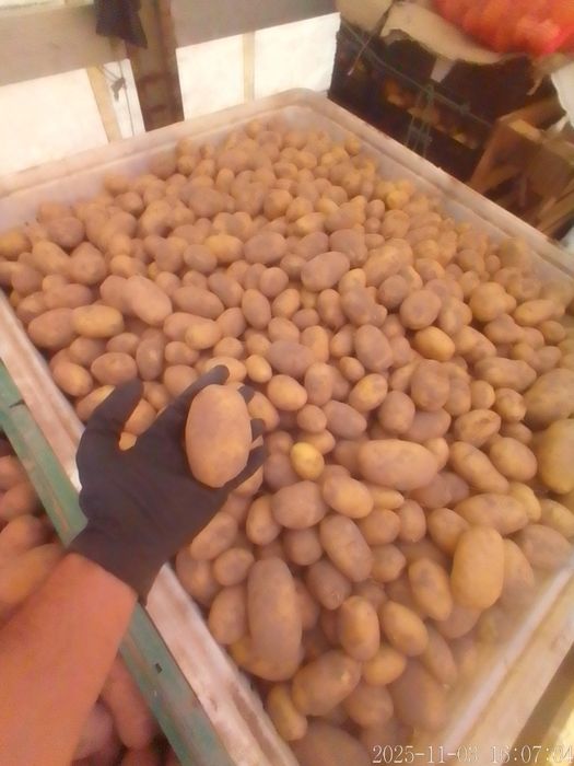 Batata Branca de qualidade em quantidades