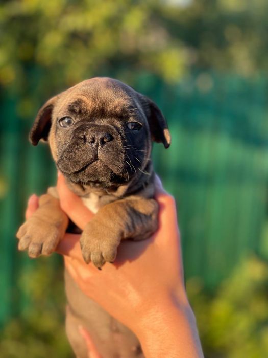 Вʼязка французького бульдога