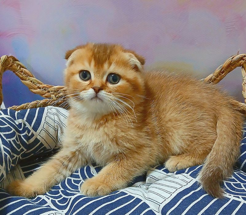 Кошеня шоколадно золотої шиншили