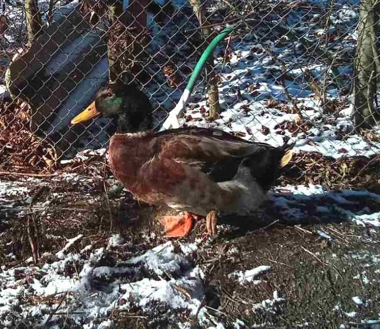 Яйця  інкубаційні качок саксонських,