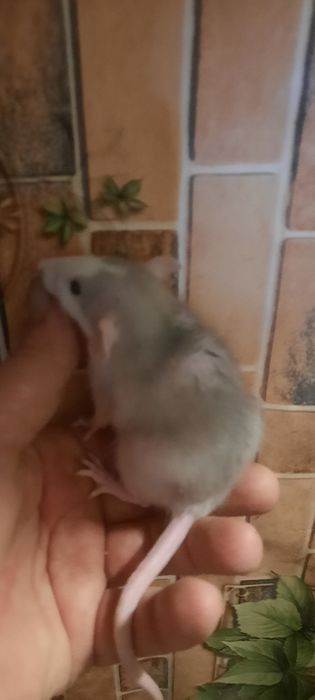 Щурики дамбо яскравих кольорів