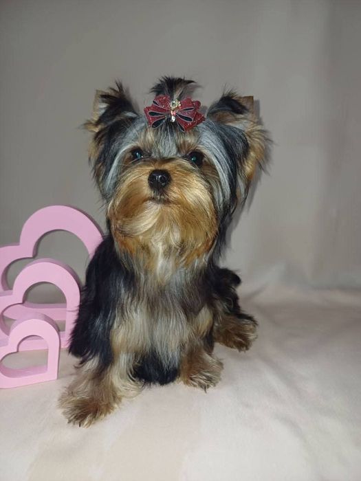 Йоркширський тер'єр