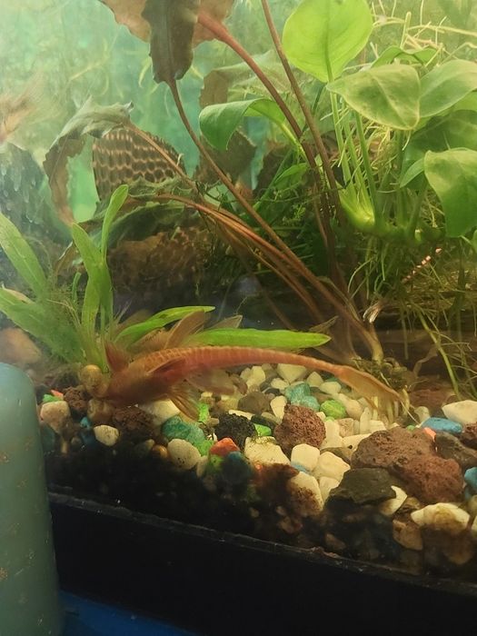 Loricaria red  sprzedam