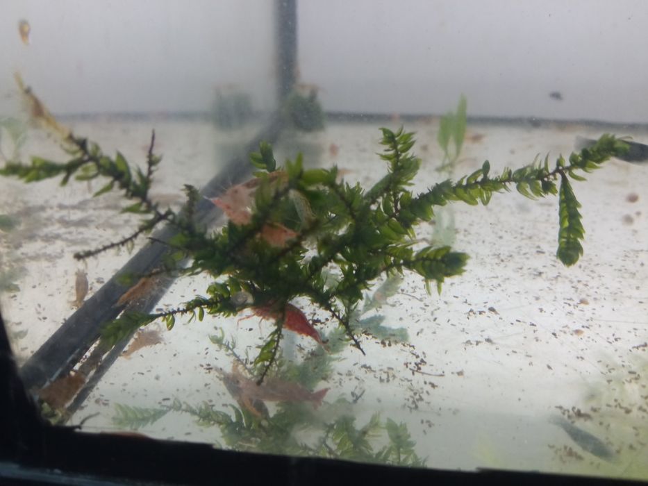 Krewetki akwariowe Mix po 3zl